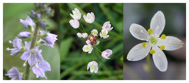 gardening-with-native-plants-webinar-nova-scotia-wild-flora-society