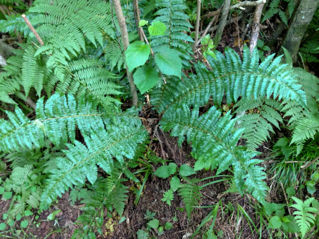 Braun's Holly Fern - Polystichum braunii