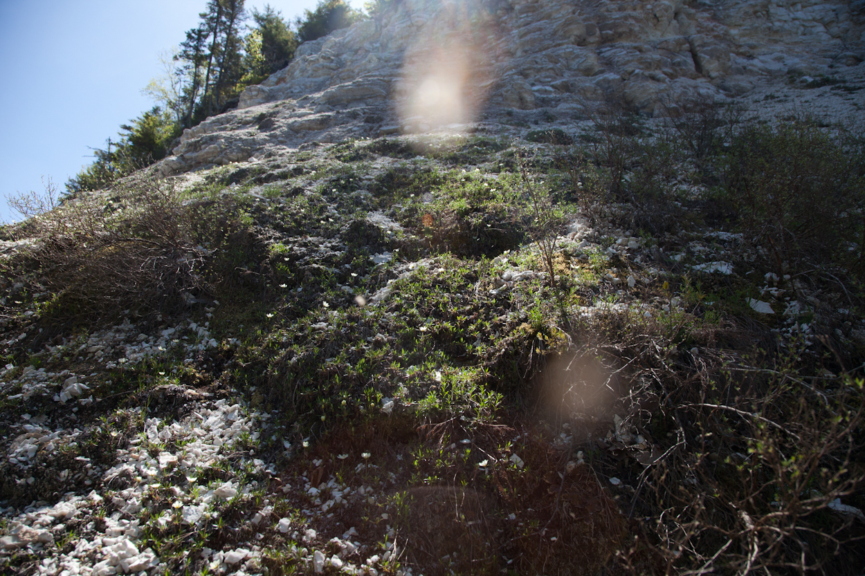 Albert Mines, NB Nova Scotia Wild Flora Society