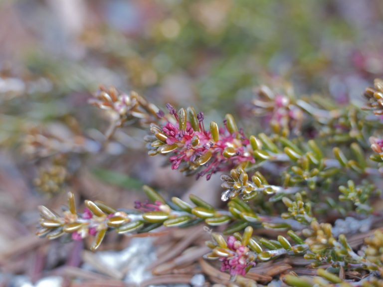 Charlie’s Spring Bloomers Nova Scotia Wild Flora Society