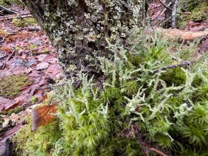 NSWFS Monthly ZOOM Meeting Mar 22 – Old Growth Identification and ...