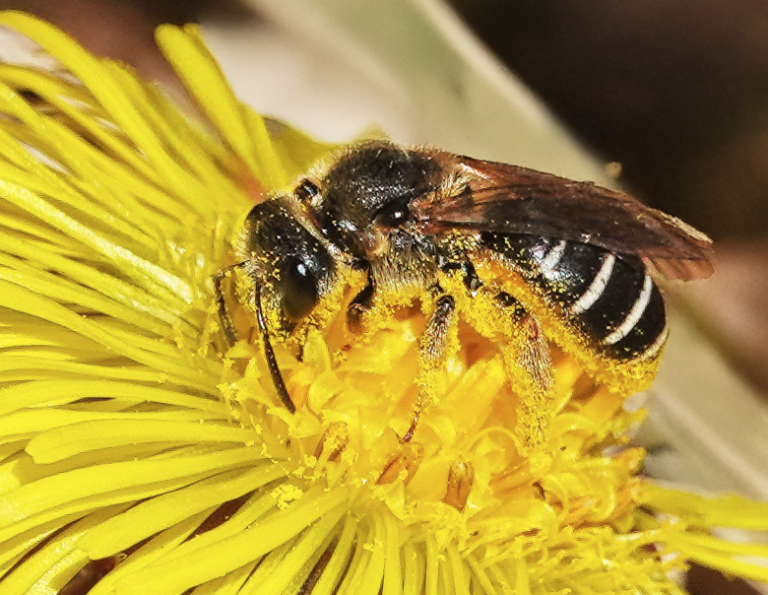 Natural History of Insect Pollinators: Ron Butler and Herb Wilson April ...