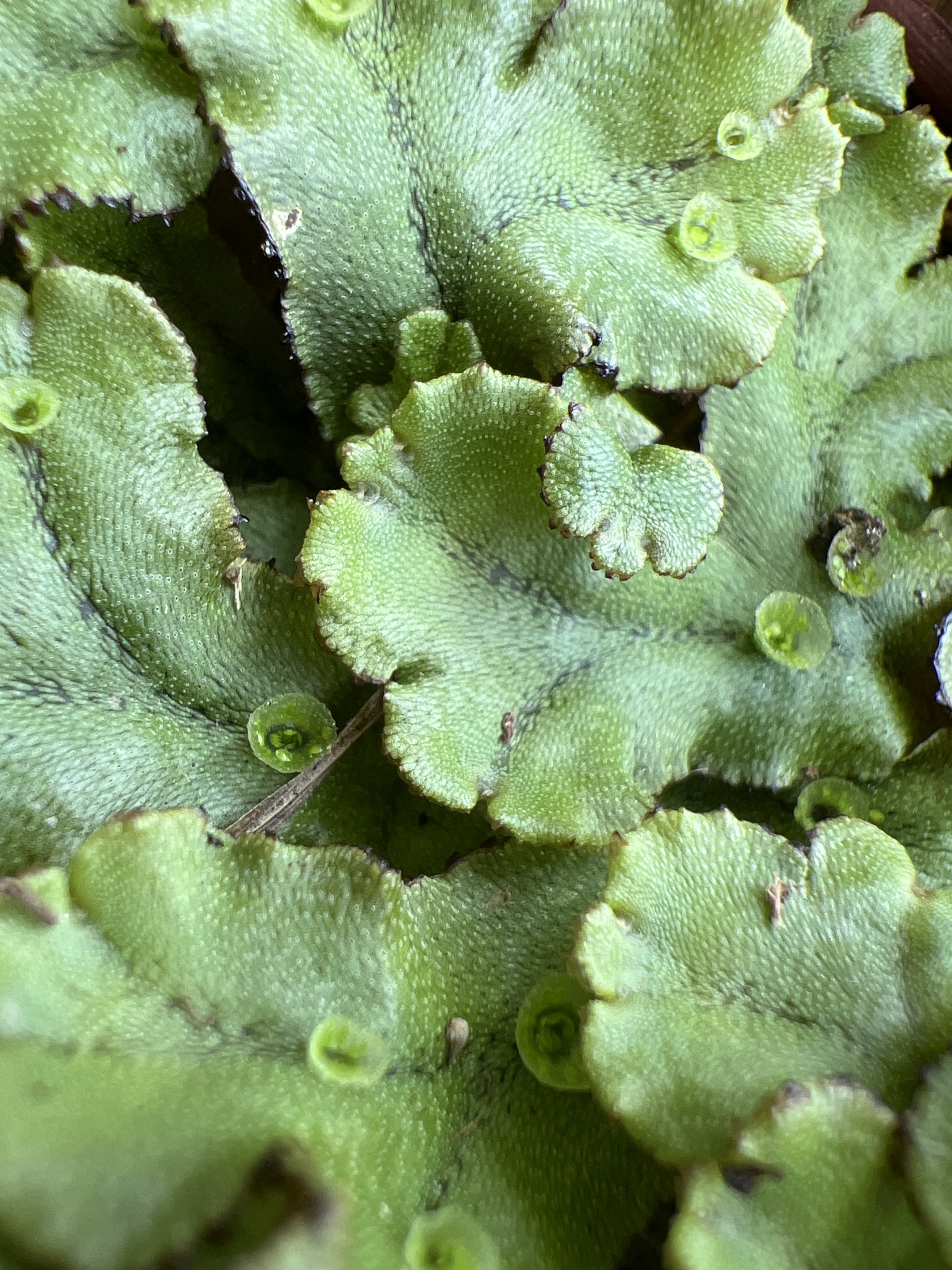 Wild Polymorph Seeking the Liverwort Marchantia polymorpha | Nova Scotia Wild Flora ...